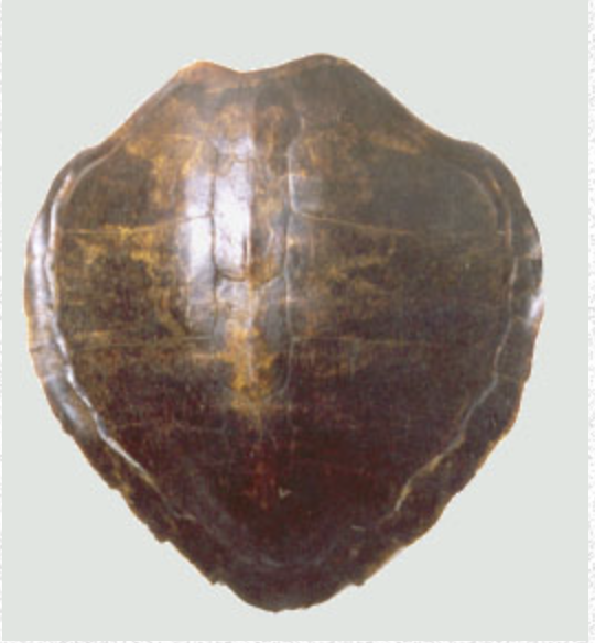 Timbe en carapace de tortue